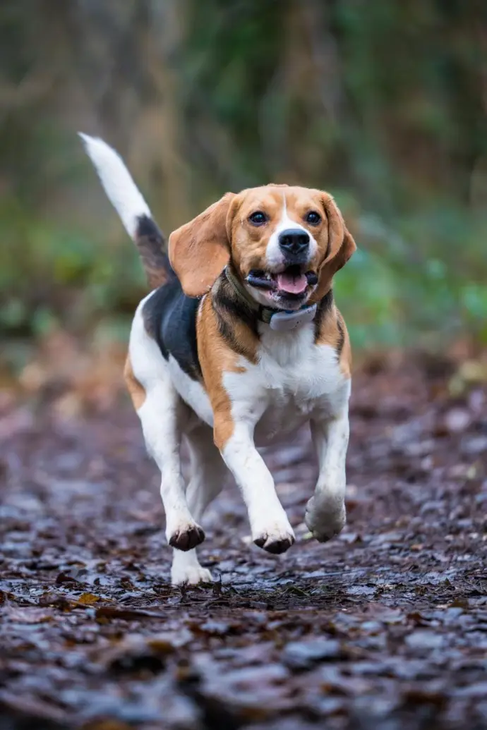 Mousse - beagle